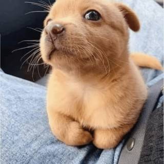 cute puppy