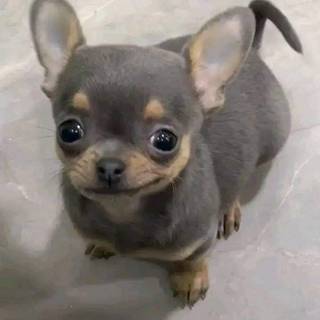 cute puppy