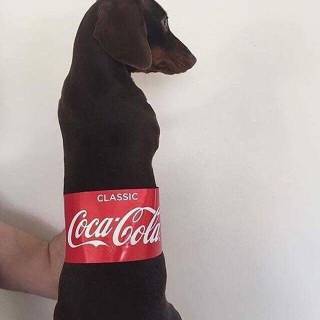 coke dog