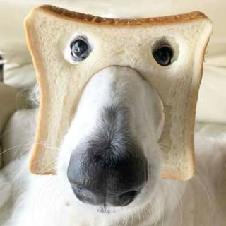 bread dog