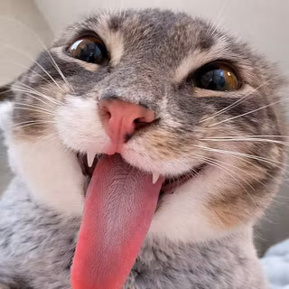 crazy cat