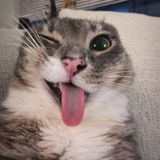 cute cat