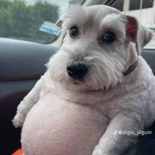funny puppy