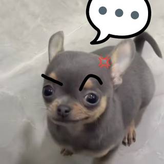 funny puppy
