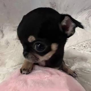 puppy