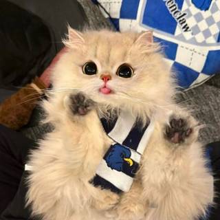 cute kitten