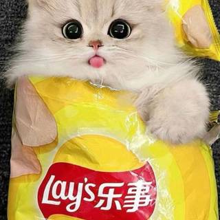 cute kitten