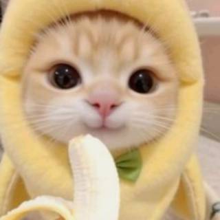 cute kitten