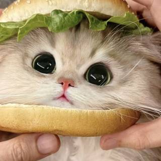 cute cat