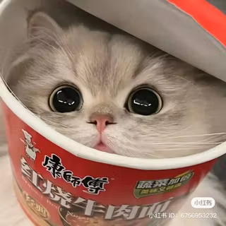 cute kitten