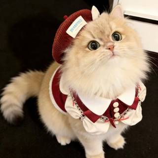 cute cat