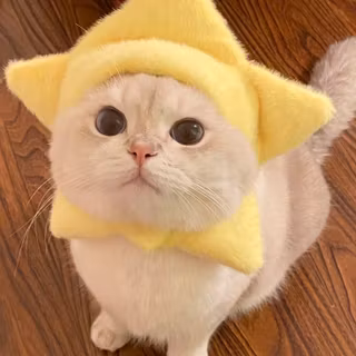 cute kitten