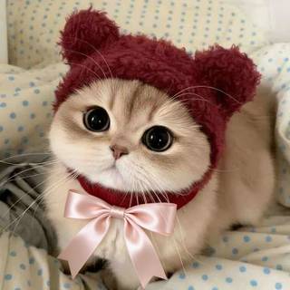 cute kitten 