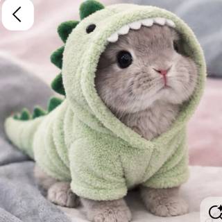 cute bunny