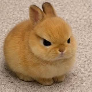 mad bunny