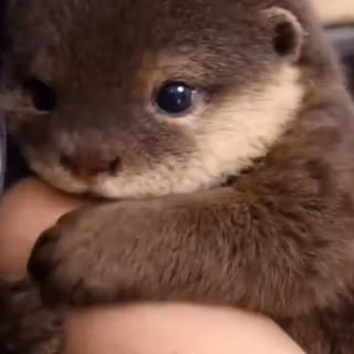 cute otter