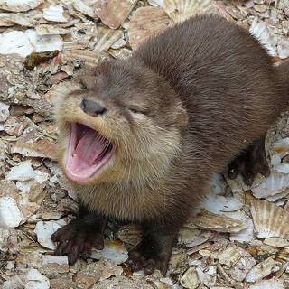 cute otter