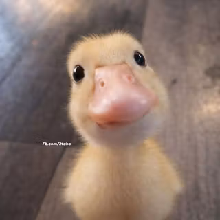 cute duckling