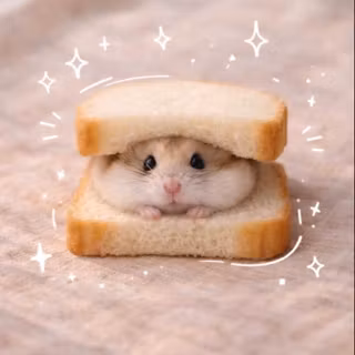 cute hamster