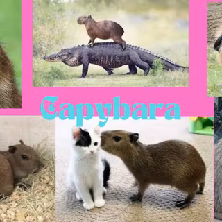 capybara