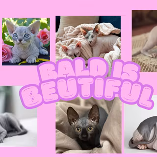 hairless cat