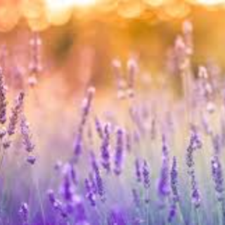 Pretty Lavender Flowers