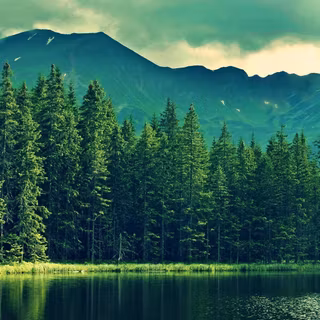 Forest & River