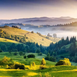Mountain forest wallpaper