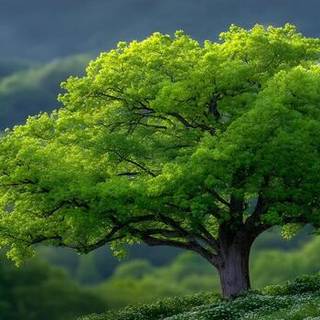 A tree