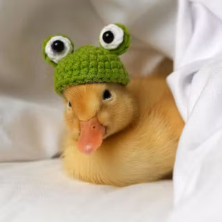 cute duckling