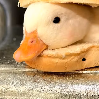 cute duck