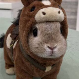 cute bunny