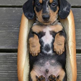 Weiner dog