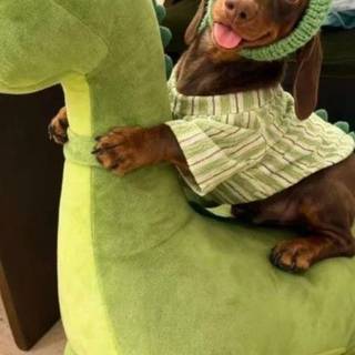 cute puppy