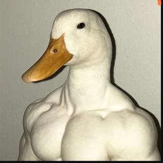 cute duck