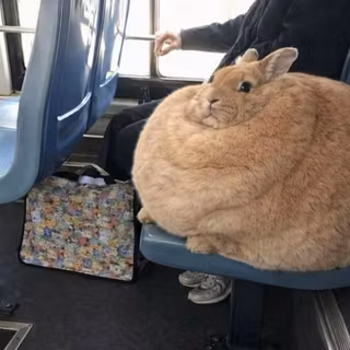 cute rabbit