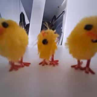 cute ducks