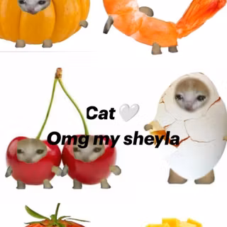 cute kittens