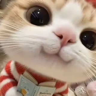 cute kitten