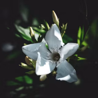 lotus flower <33