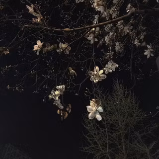 cute flowers