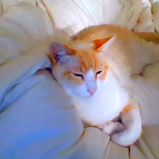 my REAL cat lotus! :DD <|333