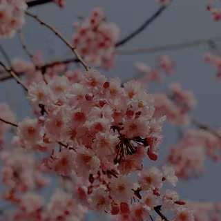 cherry blossom 2