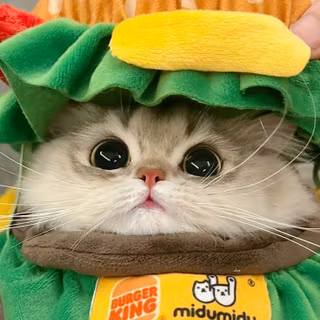 cute kitty