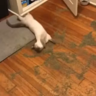 ghost I can't take you know where this is what he did he got in the cat nip!
