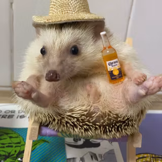 cute hedgehog
