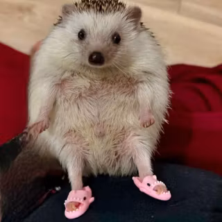 cute hedgehog