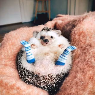 cute hedgehog