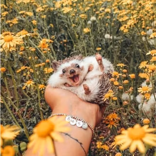 cute hedgehog