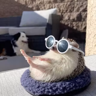cute hedgehog